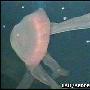 墨西哥湾首次拍到巨型深海水母触手长6米(图)