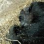 科学家首次捕捉到黑猩猩安慰将死同类(组图)