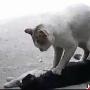 流浪小猫竭力抢救受伤同伴 为其“心脏按压”