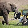 英国动物园汽车故障 大象连洗带推助脱困境