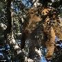 美国113公斤重黑熊被困树上成功获救(组图)