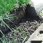 南京上万只蛤蟆上街 专家称与地震无关(组图)