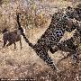 南非两只豹子为争夺“领地”血腥搏斗(组图)