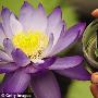 植物学家发现世上最小最稀有睡莲(图)