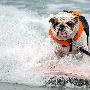 组图：美国加利福尼亚州举行狗狗冲浪比赛