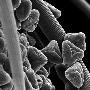 显微镜下的蜜蜂:触角上数千个感觉细胞清晰可见(2)