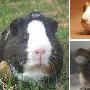 动物五大类人行为：倭黑猩猩用摇头表示不(图)