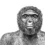 考古学家称440万年前“阿尔迪”并非人类祖先