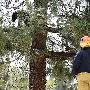 美调皮小熊被困树上 被火警解救“飞”回地面