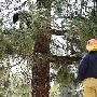 美国黑熊被困树上用枪麻醉后落回地面(图)