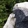 摄影师拍北极熊宝宝主动上前向母亲索吻瞬间