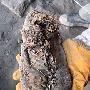 考古学家发现最古老皮鞋 距今已5500年(图)