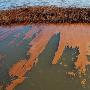 中美共同研究发现可清除墨西哥湾油污细菌