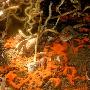揭秘墨西哥湾海底世界:奇异生物以石油为食(图)
