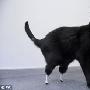 英国黑猫装仿生假肢 人类或将从中获益(租图)