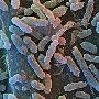 科学家发现千年冰川细菌可助人类活到140岁