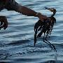 摄影师水下拍摄墨西哥湾大漏油(组图)