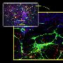 顯微鏡下的生命體：從跳蚤到老鼠腦細胞(組圖)(2)