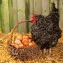 英科学家宣称破解千古之谜：先有鸡后有蛋(图)