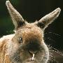 英国发现奇特宠物侏儒兔 门牙倒长在下颌(图)