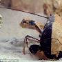英国发现罕见双色龙虾：概率为五千万分之一