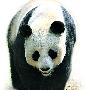 济南动物园死亡大熊猫尸体死因有望确定