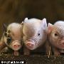英國研究顯示豬與人一樣擁有喜怒哀樂