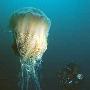 巨型有毒水母美国海滩蛰伤百人(图)