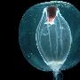 首次海洋生物普查完成：23万生物千姿百态(图)(2)