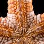 首次海洋生物普查完成：23万生物千姿百态(图)(4)