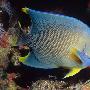 首次海洋生物普查完成：23万生物千姿百态(图)(6)