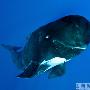 摄影师水下拍巨头鲸傻笑吐泡泡镜头(组图)