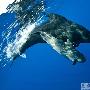 摄影师水下拍巨头鲸傻笑吐泡泡镜头(组图)(2)