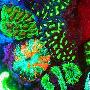 澳大利亚科学家利用荧光色素观察癌细胞变化