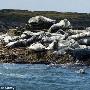英海岸数十只海豹死亡 均有巨大螺旋型伤口