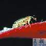 关注生物多样性年：昆虫在城市渐渐消失之谜