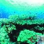 深海探秘：丹麦生物学家海底发现“阿凡达”