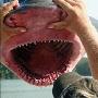 美渔民捕到2.4米长牛鲨：堪称最危险鲨鱼(图)