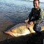 伊春渔民捕获巨型鳇鱼长3米重500多斤(图)
