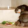 英国最胖红毛猩猩体重近百公斤开始减肥(图)