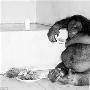 猩猩“超重”被强制节食减肥