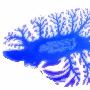 显微镜下的秘密世界：人类卵子精子显微照(图)(5)