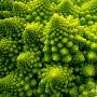 震撼天然不规则碎片图案 花椰菜黄金螺旋(图)