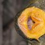亚马逊河发现鲶鱼新物种 长甲壳吃木头(组图)