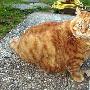 破解猫科动物叫声之谜 能模拟叫声捕杀猎物