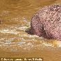 英摄影师在肯尼亚发现罕见粉红色河马