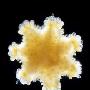 浮游生物微距摄影：叶须虫通体透明似划艇(2)