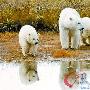 气候变暖 北极熊草原觅食吃莓果