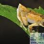 巴布亚新几内亚发现200多种新生物