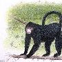 湄公河流域物种丰富 猴子“发型”似猫王(图)